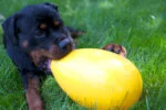 Hundespielzeug aus Kunststoff, Lila, 30 cm – Jolly Pets Egg – Bild 2