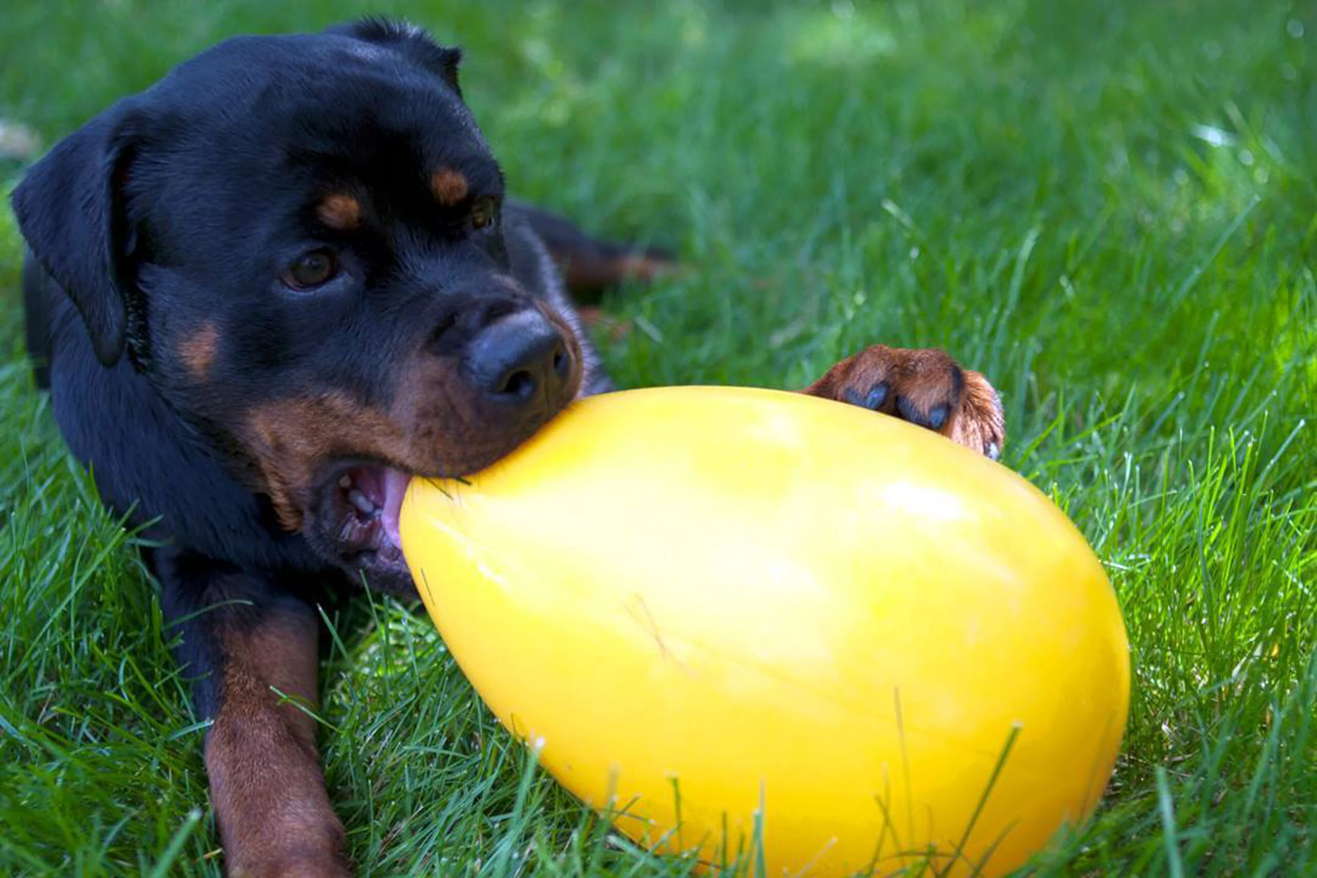Hundespielzeug aus Kunststoff, Lila, 30 cm – Jolly Pets Egg – Bild 2