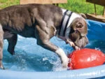 Hundespielzeug aus Kunststoff, Lila, 30 cm – Jolly Pets Egg – Bild 3