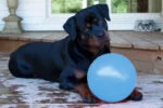 Springender Hundeball, schwimmfähig, Heidelbeere L, 20 cm – Jolly Pets Bounce-n-Play – Bild 2