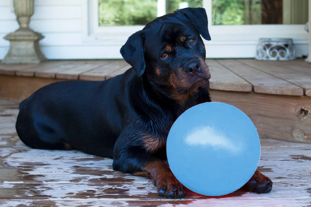 Springender Hundeball, schwimmfähig, Heidelbeere L, 20 cm – Jolly Pets Bounce-n-Play – Bild 2