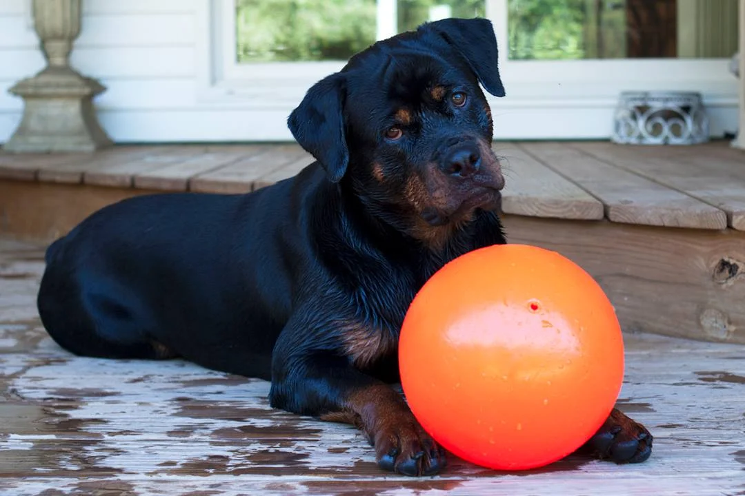 Hüpfender Hundeball, schwimmfähig, Vanille L, 20 cm – Jolly Pets Bounce-n Play – Bild 3