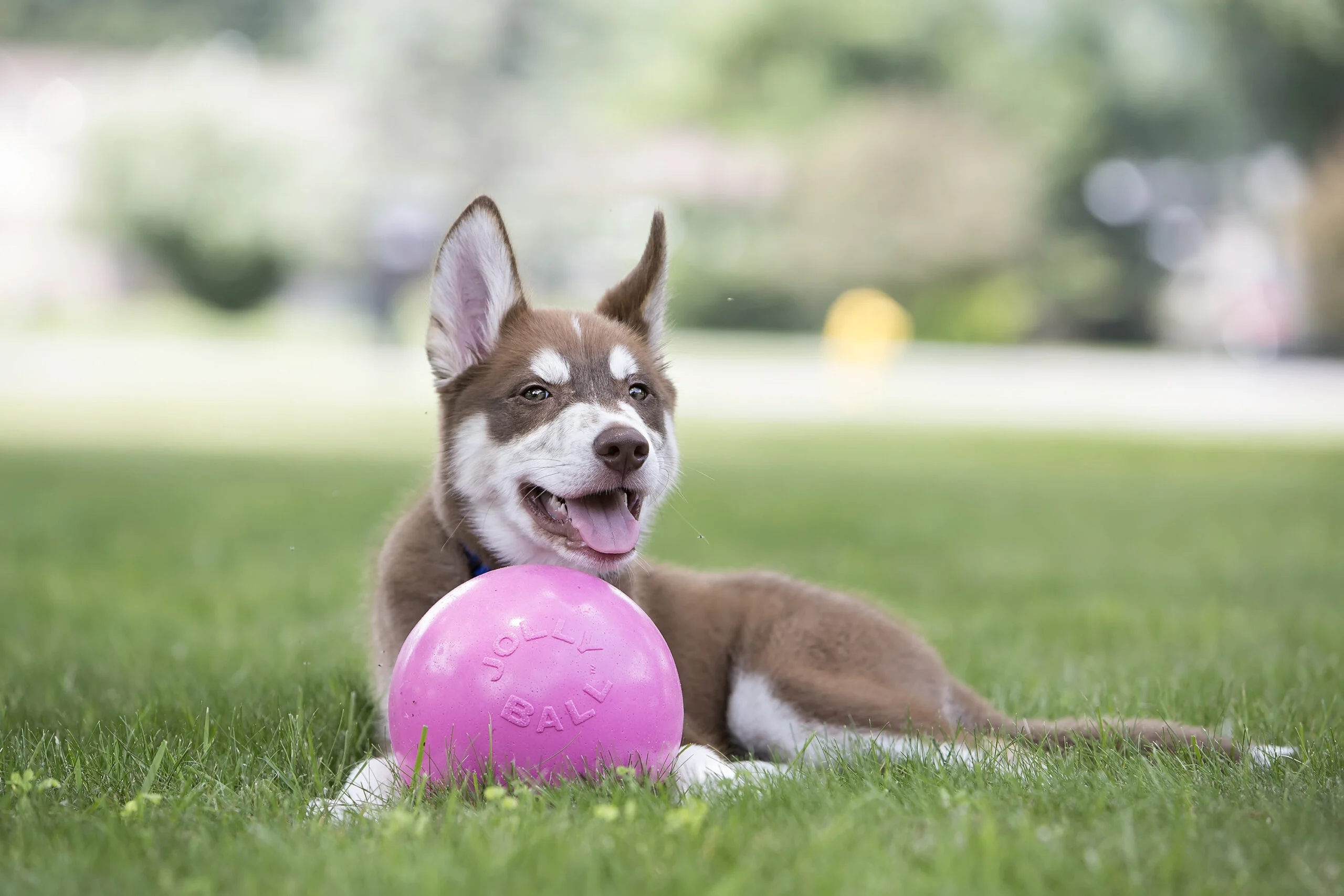 Schwimmfähiger Hundeball, 20 cm – Jolly Pets Jolly Bounce-n Play Kaugummi L – Bild 2