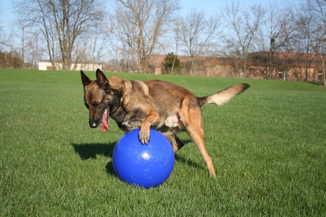 Hundeball mit glatter Oberfläche, Blau, 35 cm – Jolly Pets Push-n-Play – Bild 2