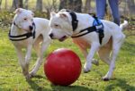 Hundeball mit glatter Oberfläche, Rot, 35 cm – Jolly Pets Push-n-Play – Bild 4