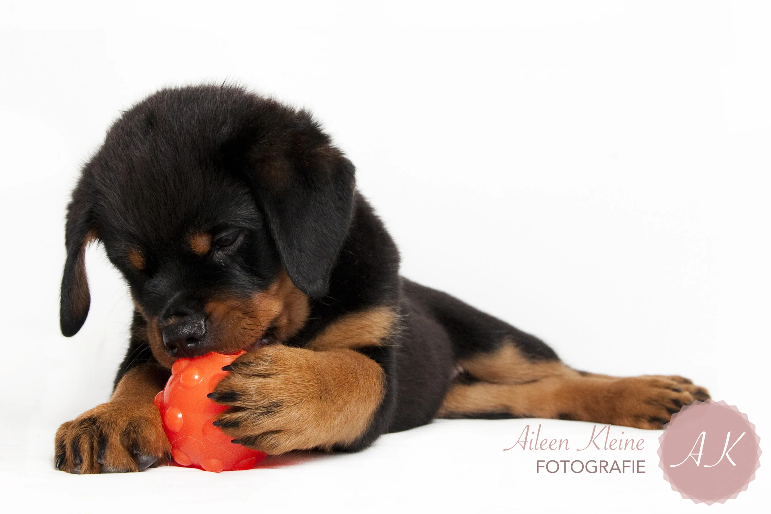 Leckerliball für Hunde aus TPR Gummi, 7,6 cm – Jolly Pets Jolly Jumper Orange S – Bild 2