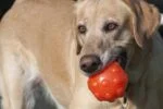 Leckerliball für Hunde aus TPR Gummi, 7,6 cm – Jolly Pets Jolly Jumper Orange S – Bild 5