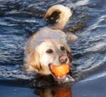 Leckerliball für Hunde aus TPR Gummi, 7,6 cm – Jolly Pets Jolly Jumper Orange S – Bild 6