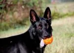 Leckerliball für Hunde aus TPR Gummi, 7,6 cm – Jolly Pets Jolly Jumper Orange S – Bild 3
