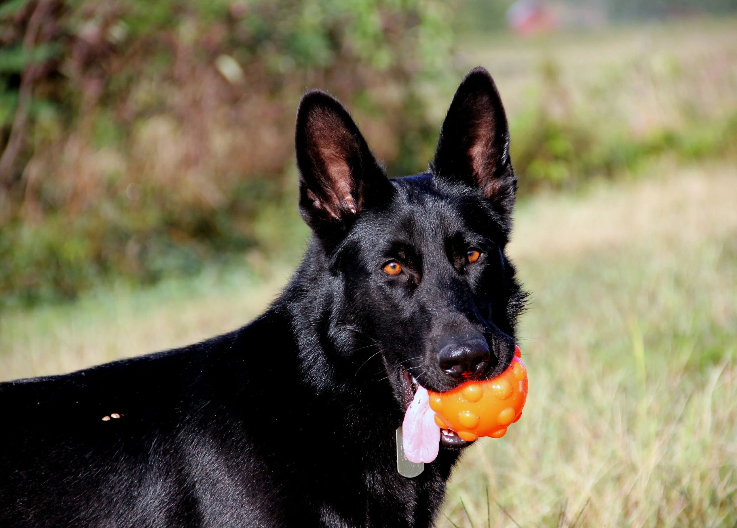 Leckerliball für Hunde aus TPR Gummi, 7,6 cm – Jolly Pets Jolly Jumper Orange S – Bild 3