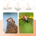 Insektizid gegen kriechende Insekten im Innenbereich, für 5 l mit Sprühflasche – Knock Pest – Bild 3