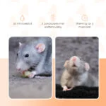Duftset gegen Mäuse und Ratten, 30 ml Flüssigkeit und 2 Boxen – Knock Pest Stay Away Muis Home Set – Bild 3