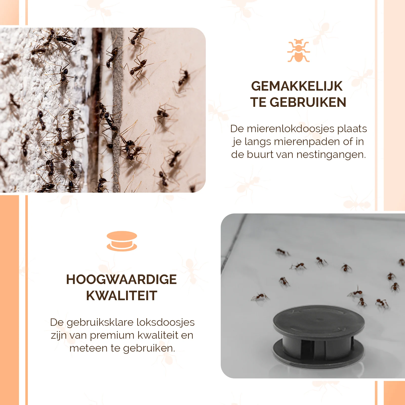 Ameisenköderbox für Schwarze Wegameisen, 2 Stück – Knock Pest – Bild 5