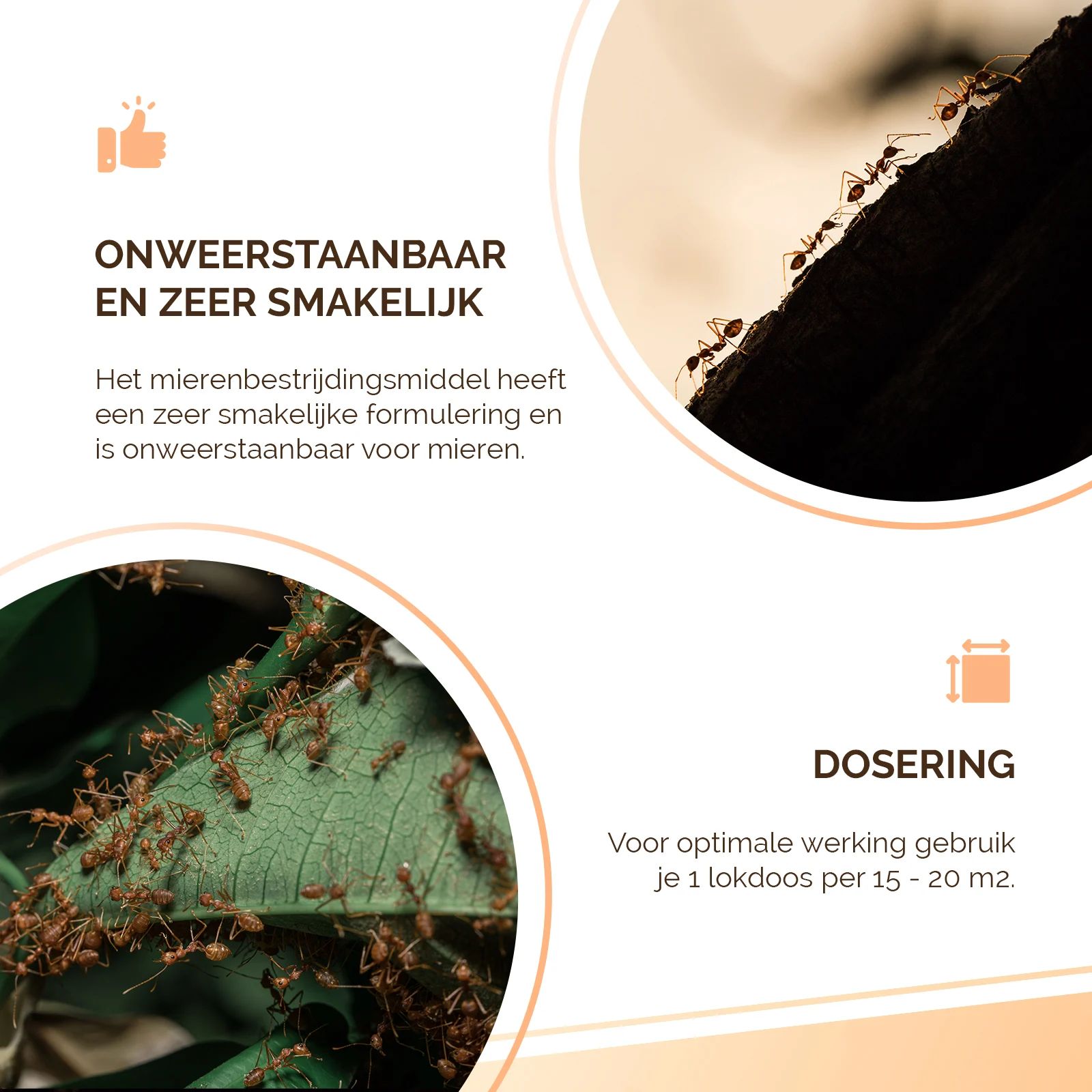 Ameisenköderbox für Schwarze Wegameisen, 2 Stück – Knock Pest – Bild 6