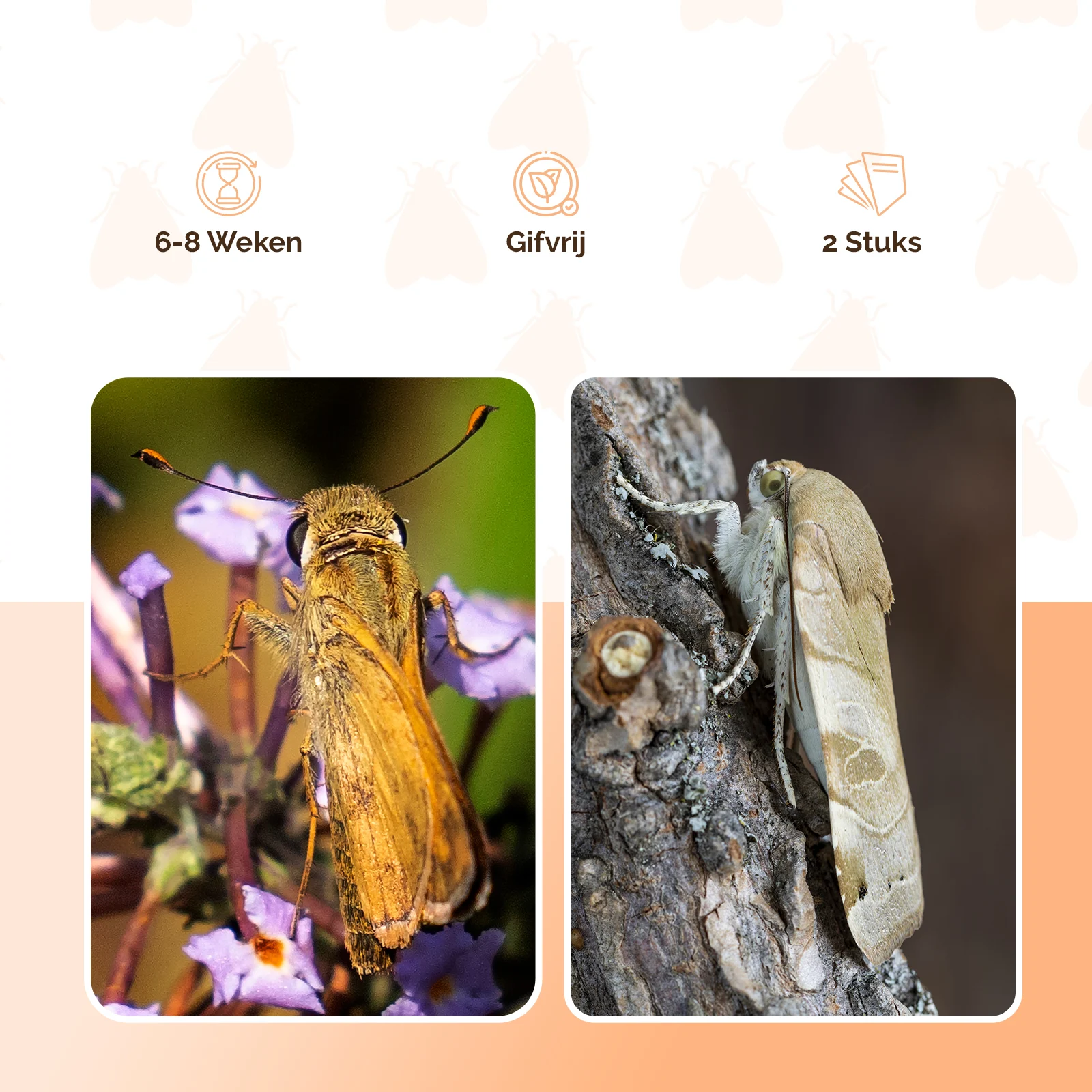 Lebensmittelmottenfalle mit Pheromon und Klebestreifen, 2 Klebefallen – Knock Pest Flach – Bild 5