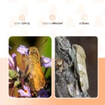 Kleidermottenfalle mit Pheromon, 2 Klebefallen – Knock Pest Delta – Bild 5