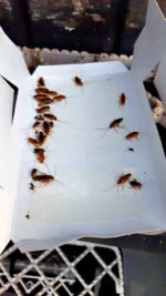 Kakerlakenfalle mit Lockstoff, groß, 3 Stück – Knock Pest – Bild 5