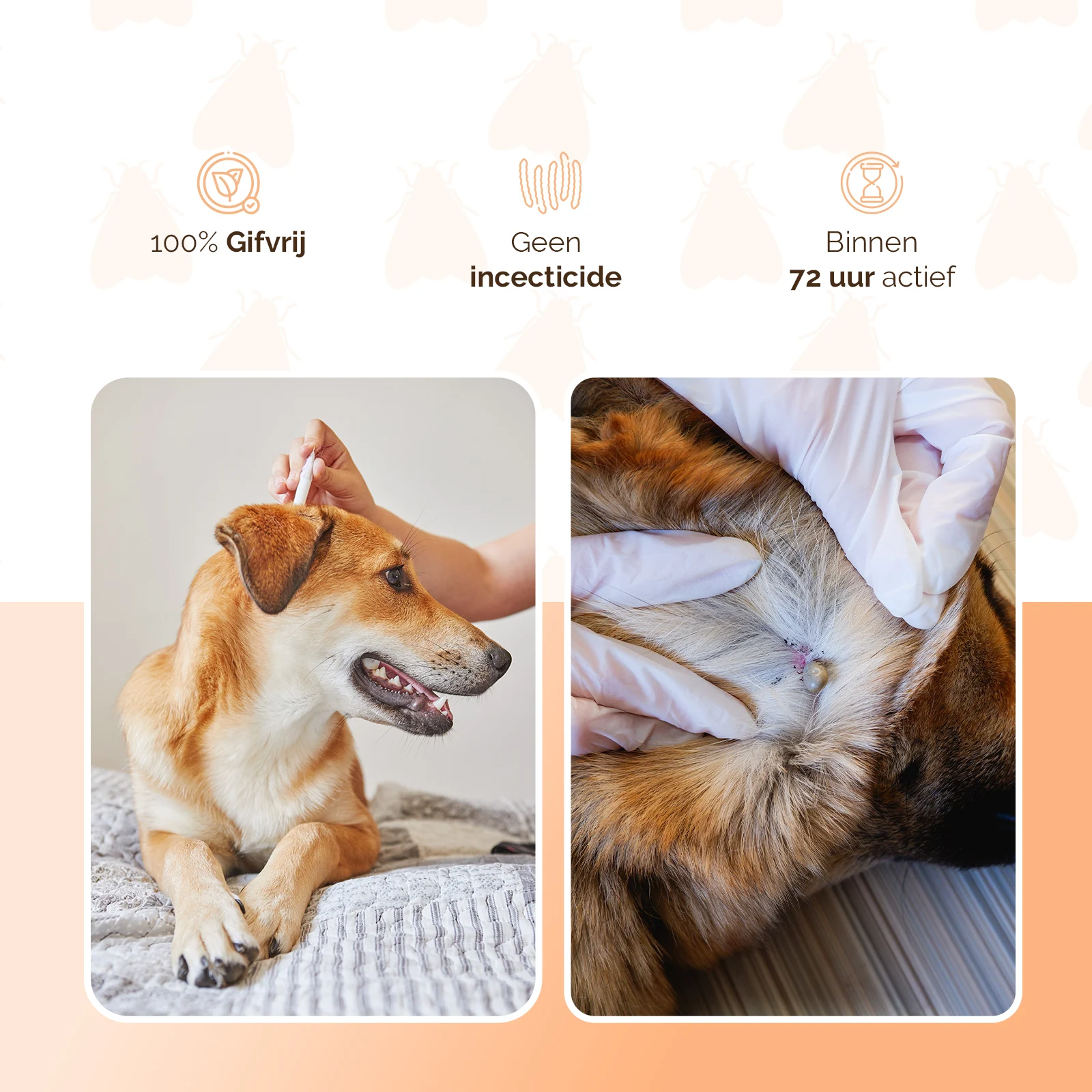 Floh Spot on für Hunde unter 5 kg, gegen Zecken, 2 x 2 ml – Knock Pest – Bild 3