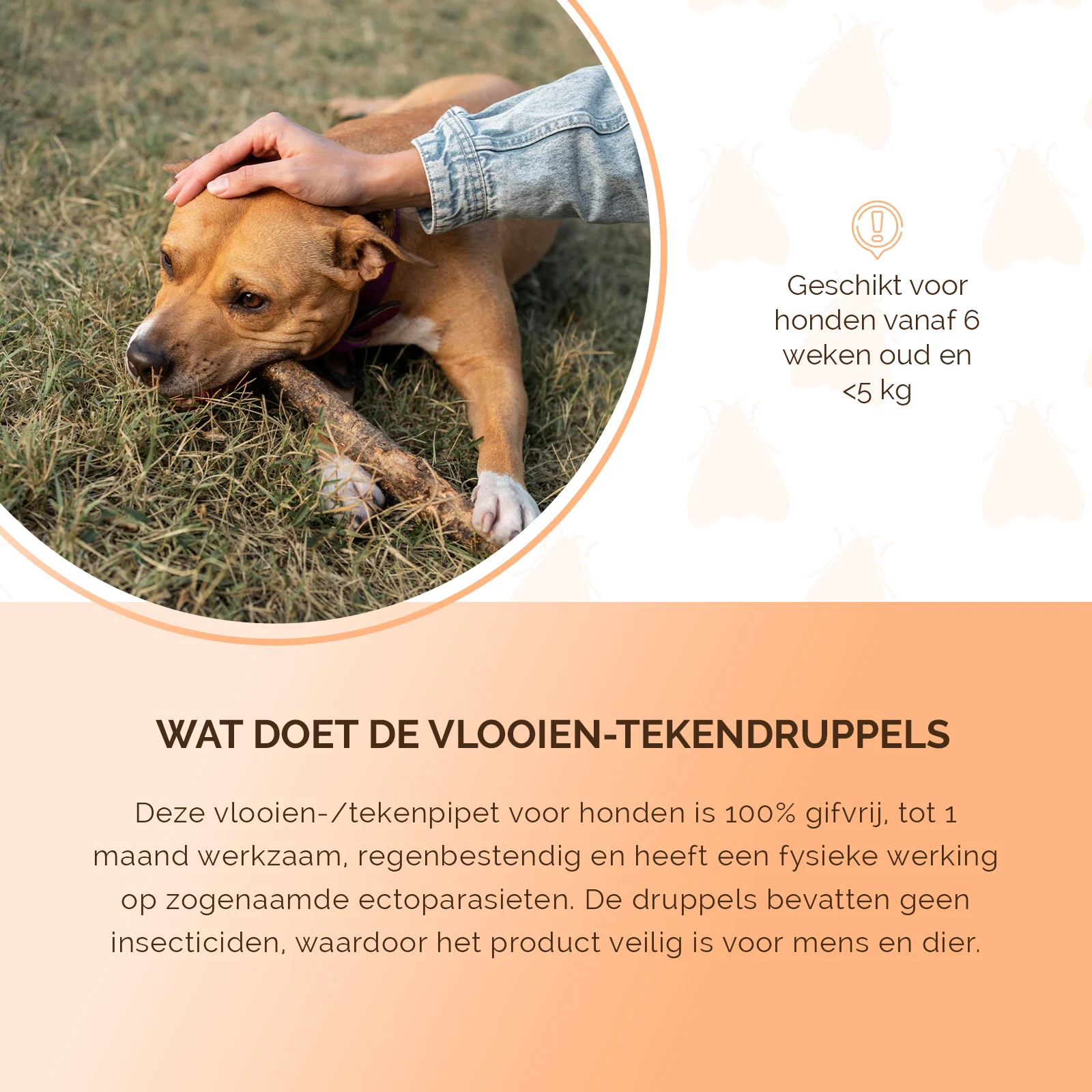 Floh Spot on für Hunde unter 5 kg, gegen Zecken, 2 x 2 ml – Knock Pest – Bild 5
