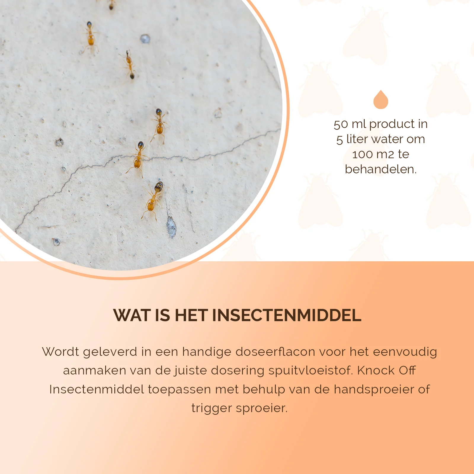 Insektizid gegen kriechende Insekten, Dosierflasche 100 ml – Knock Pest – Bild 5