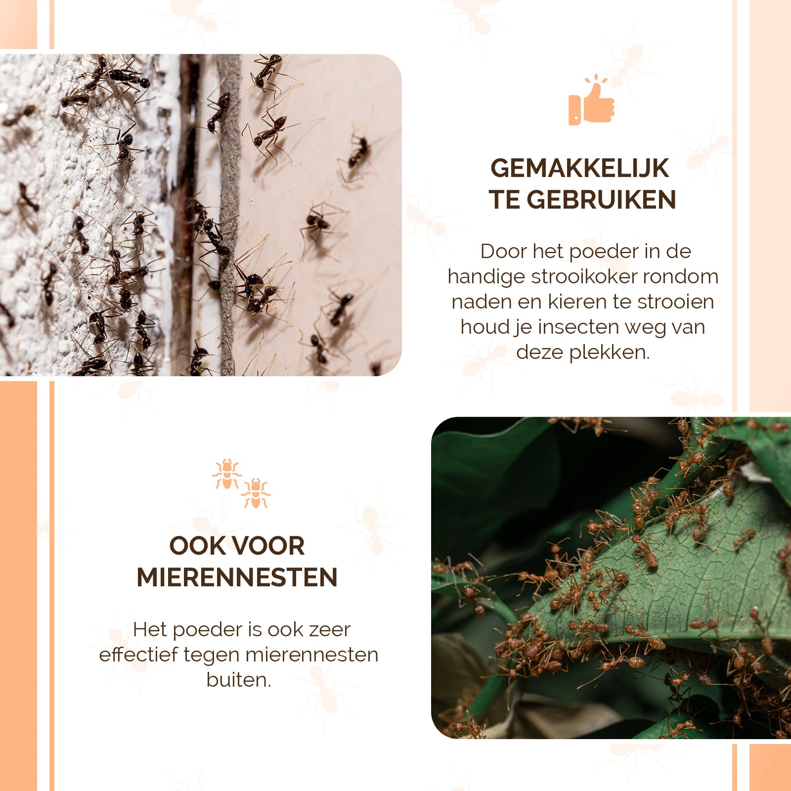 Ameisenpulver für den Außenbereich und gegen krabbelnde Insekten in Innenräumen, 250 g – Knock Pest – Bild 6