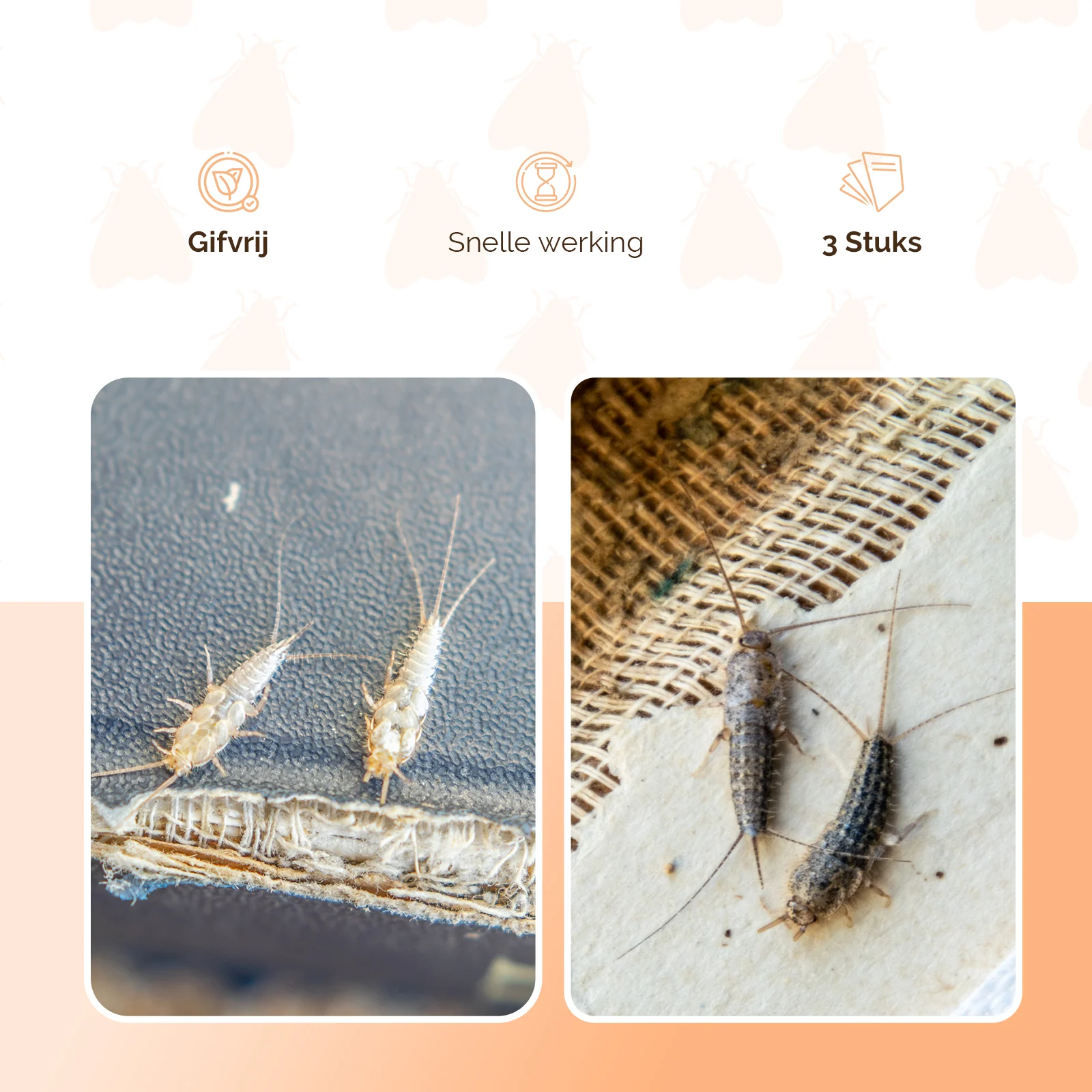 Silberfischchenfalle für Papierfischchen, giftfrei, 3 Stück – Knock Pest Delta – Bild 4