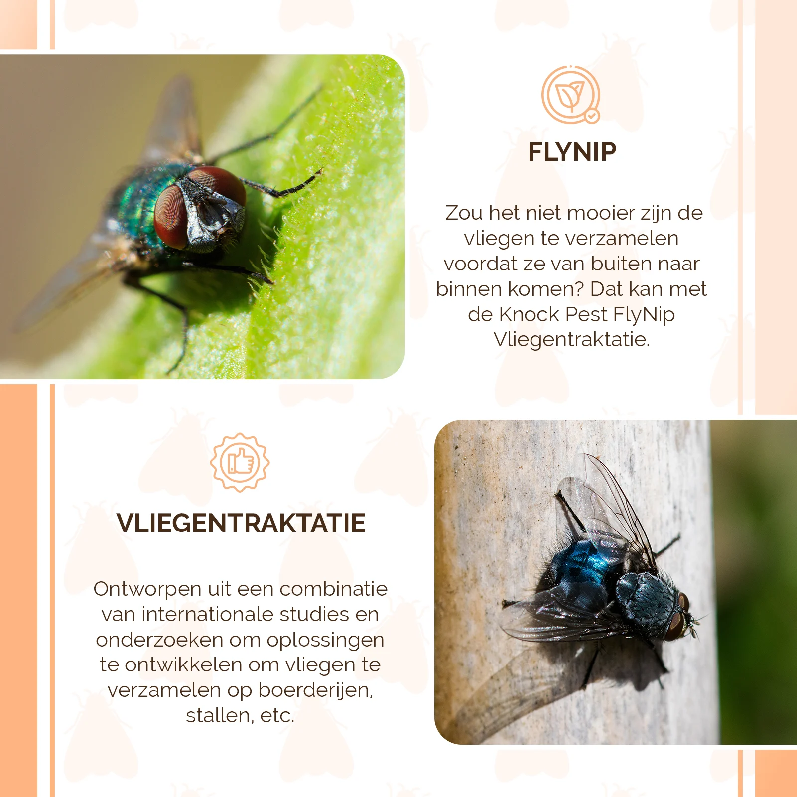 Lockmittel für Fliegenfallen, 240 g – Knock Pest FlyNip – Bild 4