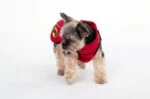 Hundemantel gegen Zecken und Flöhe mit Reflektor, XXXXS 20 cm Rückenlänge – Dog Armor Knockdown Coat (Insect Shield) – Bild 6