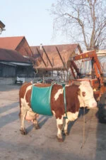 Kuhheber für Kühe, verstellbar, bis 1000 kg – Bild 2