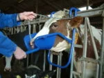 Kopfhalter zur oralen Verabreichung bei Kühen – Vink – Bild 4