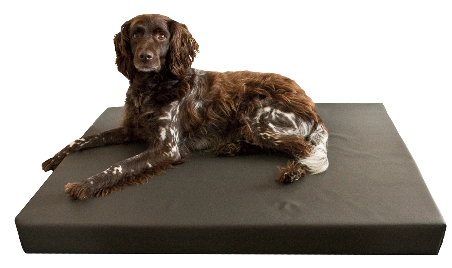 Orthopädisches Hundebett mit 3 cm Memory Foam, 75 x 100 cm – Hofman Animal Care HD Dog Bed M – Bild 2