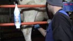Eutergel mit Pfefferminzöl, 2,5 l und Dosierpumpe – Vet Animal Care Ice Mint – Bild 2