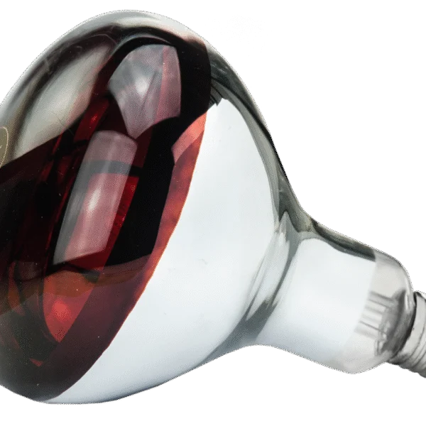 Wärmelampe aus Hartglas für Jungtiere, 250 W Rot