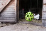 Pickblock für Legehennen aus Wiesenheu, 3,5 kg – LAX Tierfutter – Bild 4