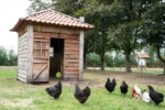 Pickblock für Legehennen aus Wiesenheu, 3,5 kg – LAX Tierfutter – Bild 5
