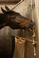 Luzerne Snack für Pferde am Seil – LAX Tierfutter Luzerne am Spielseil – Bild 2