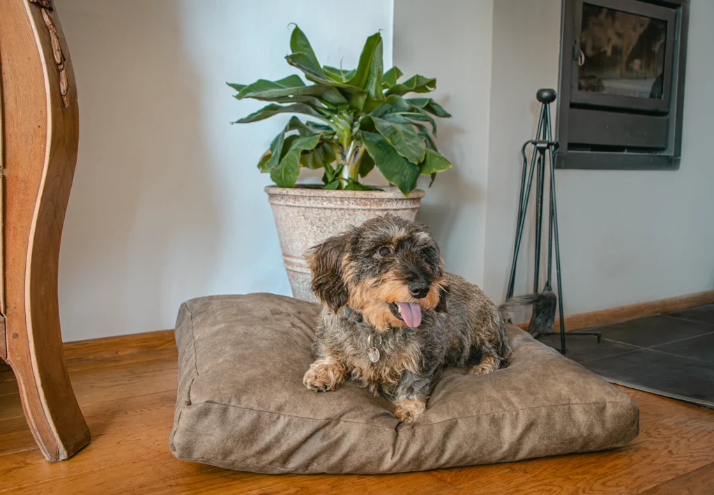 Hundekissen mit Schaumstoffflocken M Taupe, 80 x 55 x 10 cm – Let's Sleep Plush Pillow – Bild 3