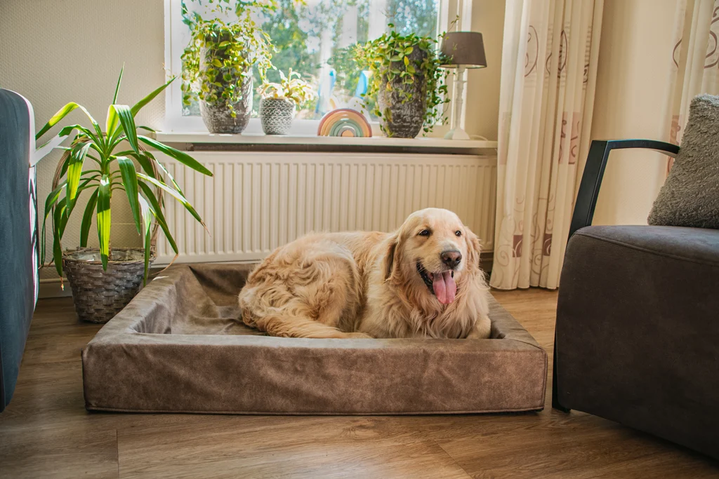 Hunde Bett mit erhöhtem Rand, Taupe M, 60 x 50 x 12 cm – Let's Sleep Comfy Cushion – Bild 3