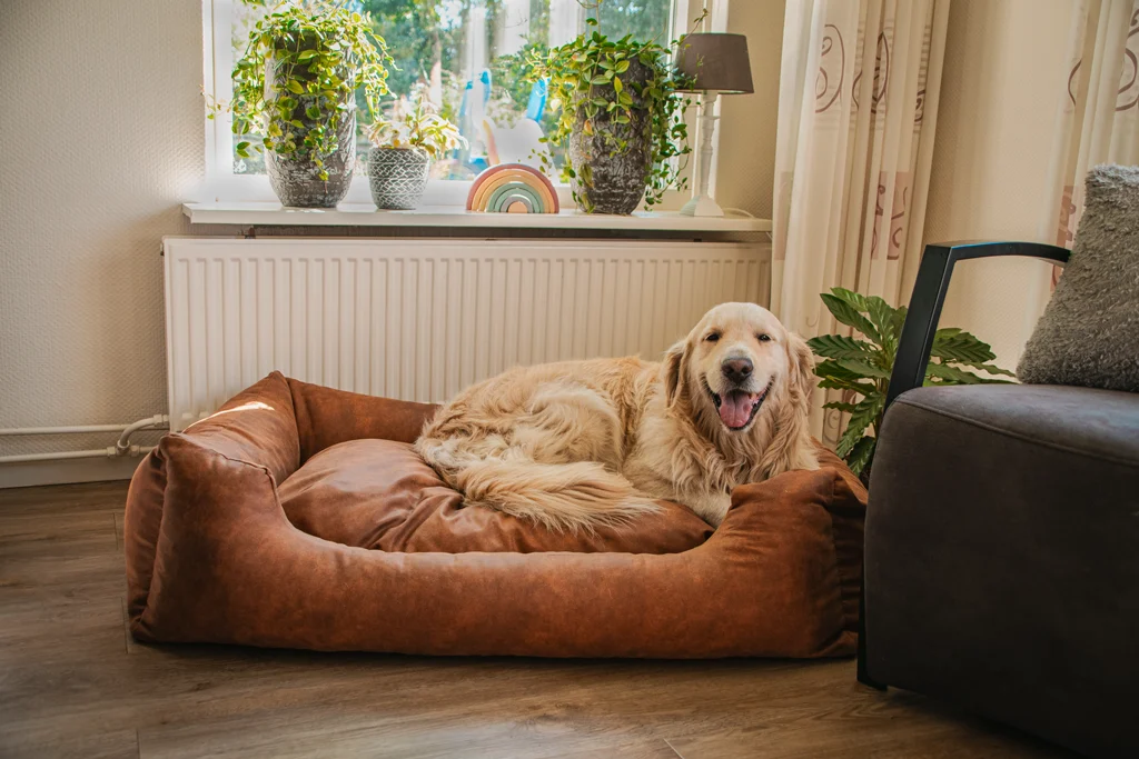 Hundebett mit herausnehmbarem Kissen L Cognac – Let's Sleep Sweet Dreams – Bild 2