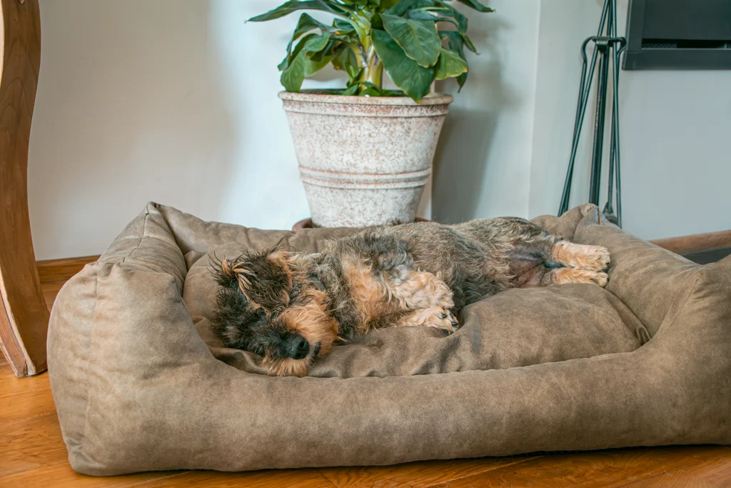 Hundebett mit herausnehmbarem Kissen L Cognac – Let's Sleep Sweet Dreams – Bild 3
