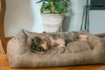 Hundebett mit herausnehmbarem Kissen, L, Taupe – Let's Sleep Sweet Dreams – Bild 3