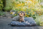 Outdoor Hundekissen mit wasserabweisender Außenseite, Anthrazit XL, 125 x 90 x 10 cm – Let's Sleep Cushy Cloud – Bild 3