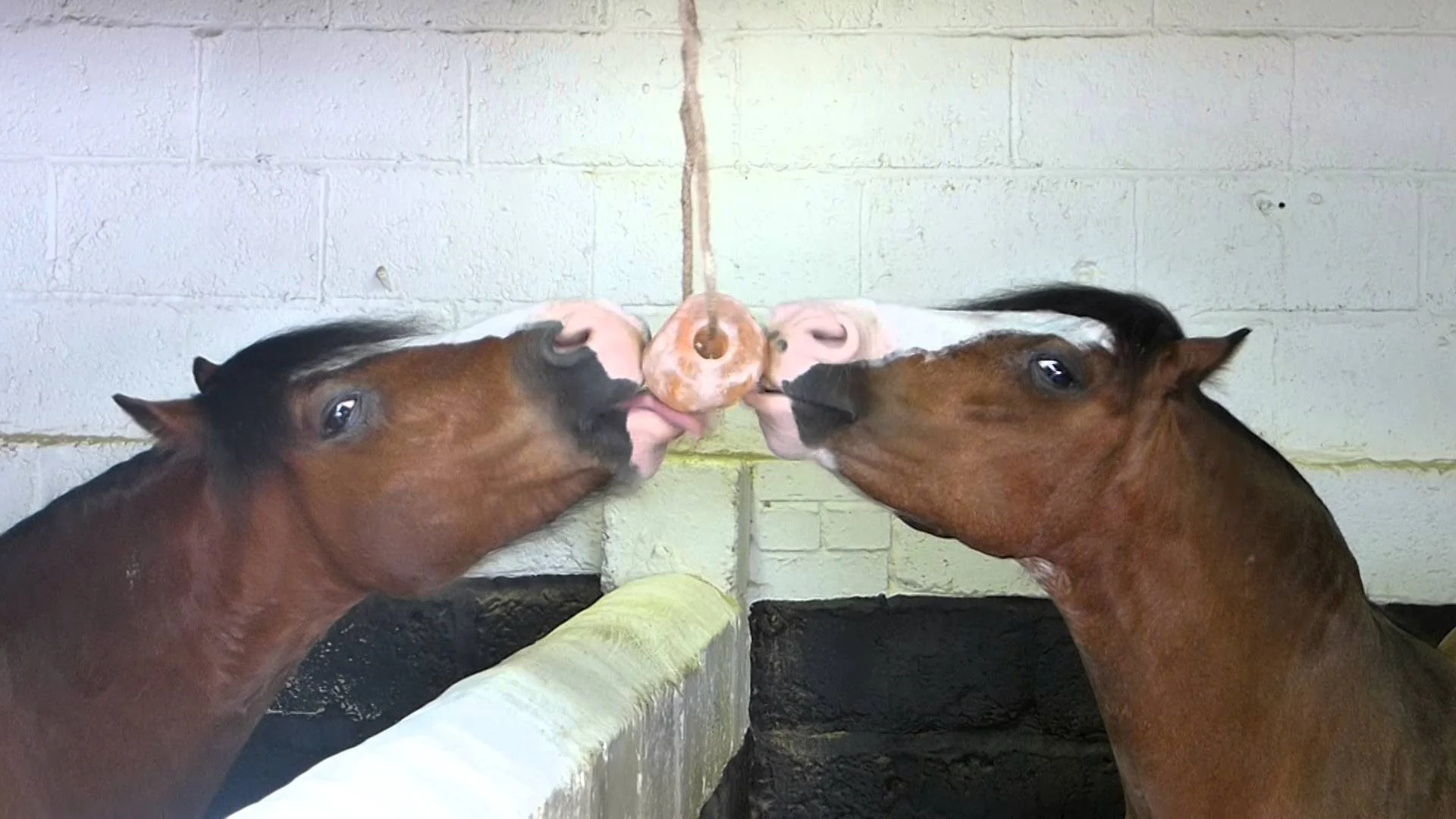 Leckstein aus Himalaya Salz für Pferde mit Seil, 2 bis 3 kg – Excellent Horse Salt Lick Himalaya – Bild 5