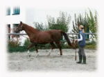 Longe mit weichem Griff und drehbarem Karabinerhaken, 8 m, Schwarz und Rot – Bild 2