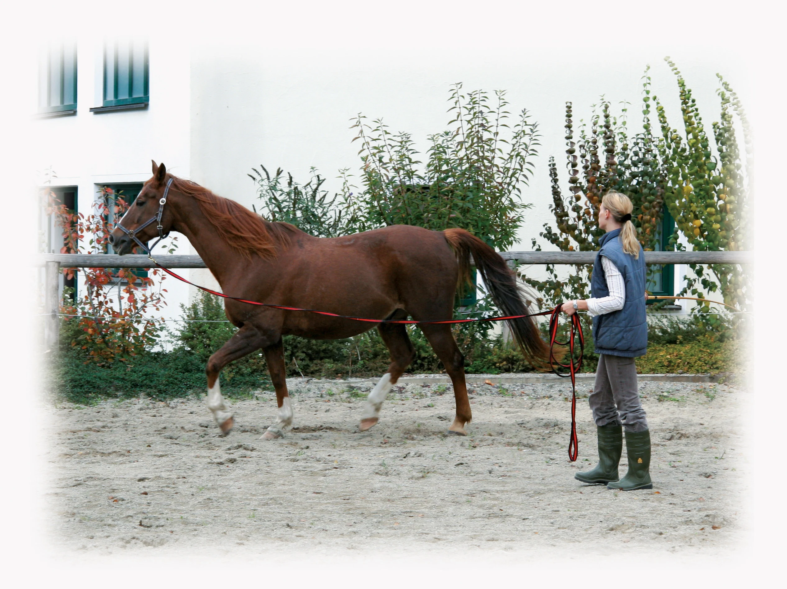 Longe mit weichem Griff und drehbarem Karabinerhaken, 8 m, Schwarz und Rot – Bild 2