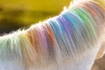 Haarkreide für Pferde in Regenbogenfarben, 6 Stück – Lucky Horse Unicorn Regenbogen Farbkreide – Bild 6