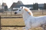 Haarkreide für Pferde in Regenbogenfarben, 6 Stück – Lucky Horse Unicorn Regenbogen Farbkreide – Bild 3