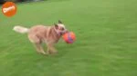 Fußball für Hunde mit Gummikerben, Ø 14 cm – Chuckit! Kick Fetch Dog S – Bild 3