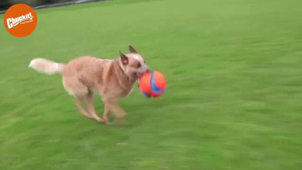 Fußball für Hunde mit Gummikerben, Ø 14 cm – Chuckit! Kick Fetch Dog S – Bild 3