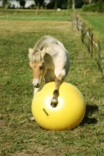 Pferdespielball Gelb, 65 cm – Maximus Power Play Ball – Bild 2